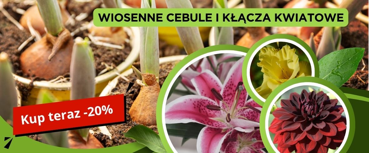 Skorzystaj z rabatu na cebulki kwiatowe